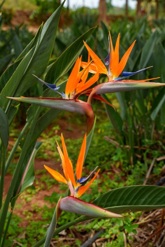 Bird of Paradise fresh cut
